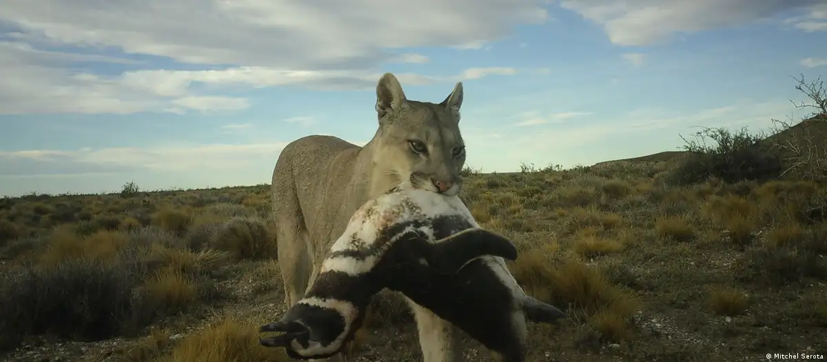 La reintroducción del puma en la Patagonia ha generado la indocumentada interacción con los pingüinos de Magallanes.