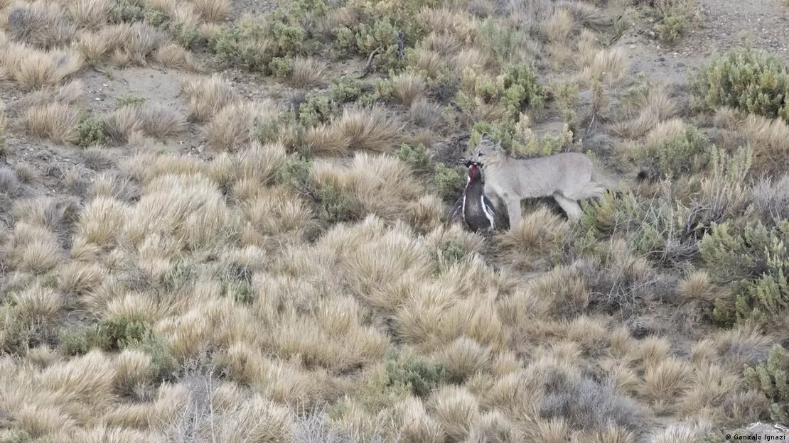 Cuando los pingüinos dejan la costa, los pumas vuelven a cazar guanacos y otros animales más pequeños.