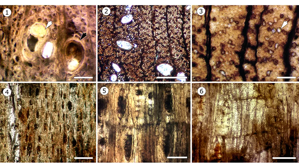 Microfotografías en microscopio óptico de Larreoxylon (leño fósil afín a jarilla). Foto: gentileza investigadora.
